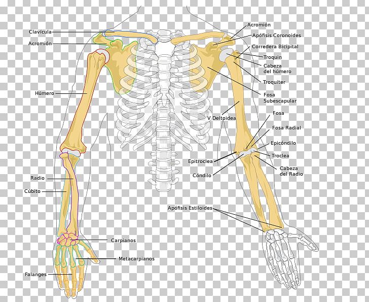 Arm Humerus Bone Human Skeleton Radius PNG, Clipart, Abdomen, Anatomia, Angle, Arm, Bone Free PNG Download