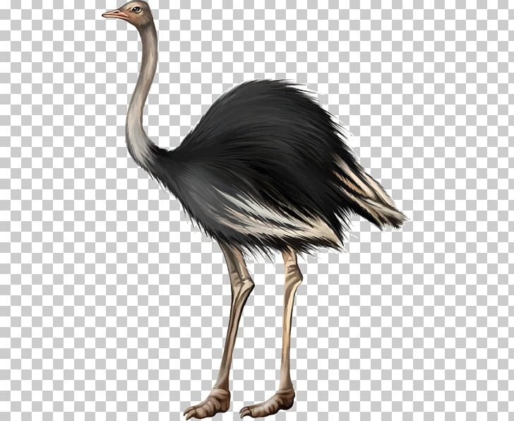 Bird Feather Stock Photography Common Ostrich PNG, Clipart, Animals, Beak, Bird, Common Ostrich, Crane Free PNG Download