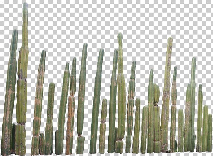 Cactaceae PNG, Clipart, Cactaceae, Cactus, Cleaneating, Clip Art, Computer Icons Free PNG Download