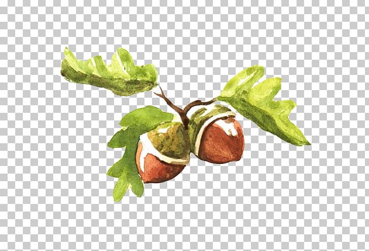 Fruit Watercolor Painting Acorn Illustration PNG, Clipart, Apple Fruit, Brown, Chestnut, Color, Conifer Cone Free PNG Download