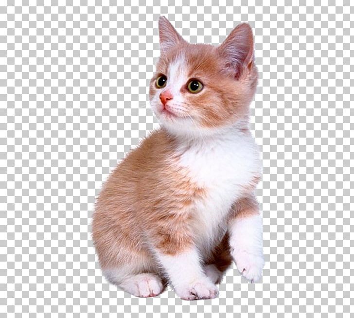 Labrador Retriever Kitten Cat Puppy Cuteness PNG, Clipart, American Wirehair, Animal, Animals, Brown, Brown Background Free PNG Download