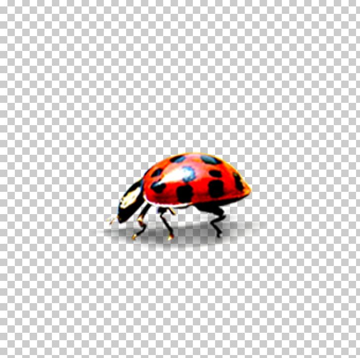 Ladybird PNG, Clipart, Arthropod, Beetle, Bug, Bugs, Decoration Free PNG Download