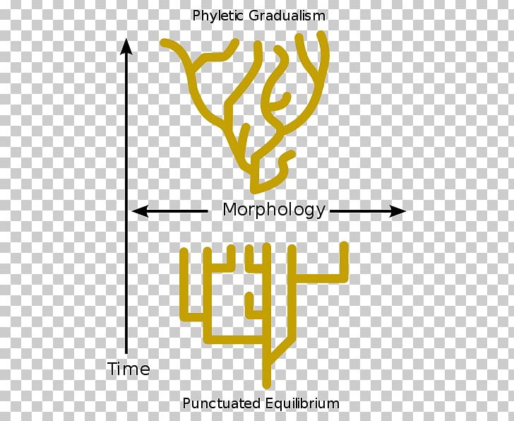 Punctuated Equilibrium Evolution Phyletic Gradualism Biology PNG, Clipart, Angle, Area, Biology, Brand, Charles Darwin Free PNG Download