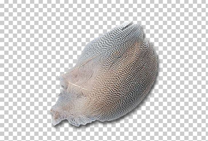 Snout PNG, Clipart, Duck Feather, Organism, Others, Snout Free PNG Download