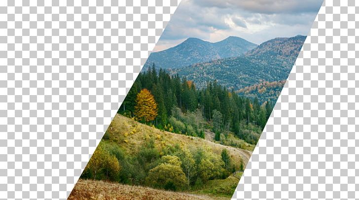 Sugar Hollow Retreat Misty Mountain Location Business PNG, Clipart, Business, Corporation, Ecosystem, Grass, Grass Family Free PNG Download
