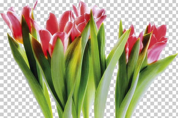 Tulip Vase Cut Flowers Tulip Festival PNG, Clipart, Cut Flowers, Floristry, Flower, Flowering Plant, Flowerpot Free PNG Download