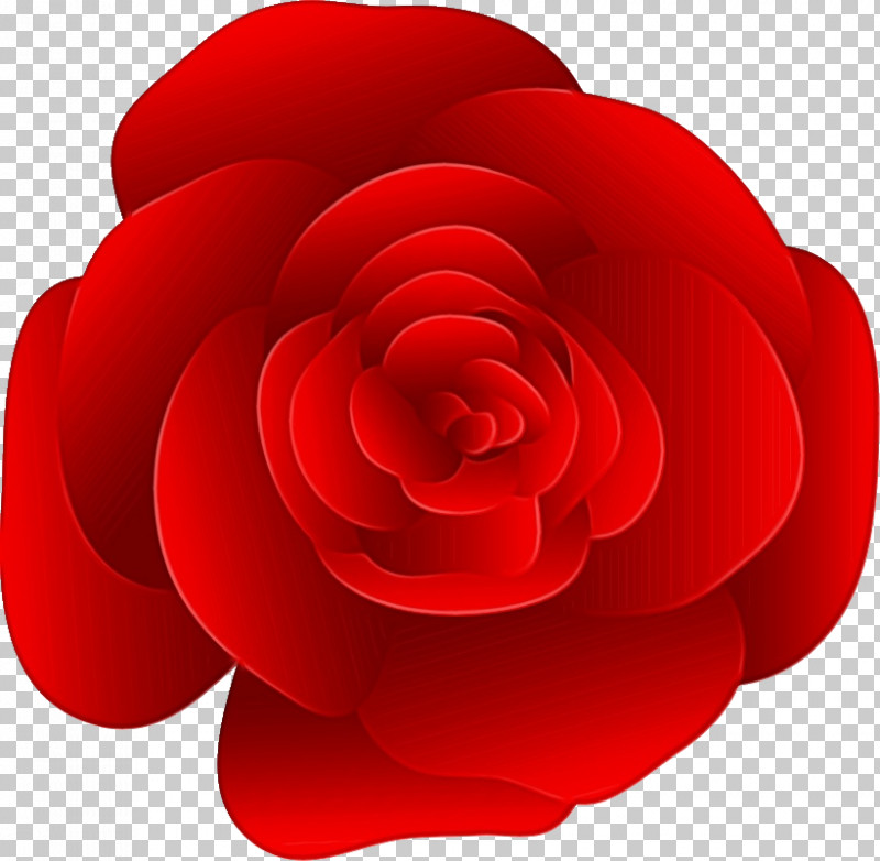 Garden Roses PNG, Clipart, Begonia, Camellia, China Rose, Floribunda, Flower Free PNG Download