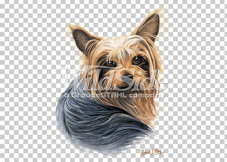 Yorkshire Terrier Australian Silky Terrier Australian Terrier Puppy Companion Dog PNG, Clipart, American Pit Bull Terrier, Animals, Carnivoran, Companion Dog, Dog Breed Free PNG Download