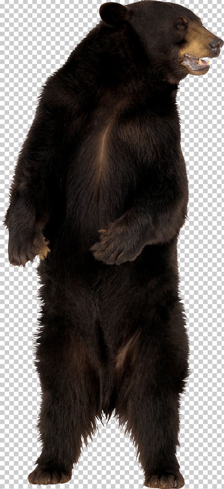 American Black Bear Brown Bear PNG, Clipart, American Black Bear, Animals, Bear, Brown Bear, Carnivoran Free PNG Download