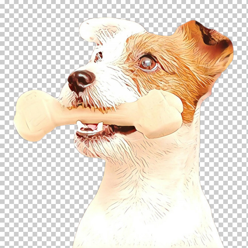 Dog Companion Dog Snout Sealyham Terrier Rare Breed (dog) PNG, Clipart, Companion Dog, Dog, Rare Breed Dog, Russell Terrier, Sealyham Terrier Free PNG Download