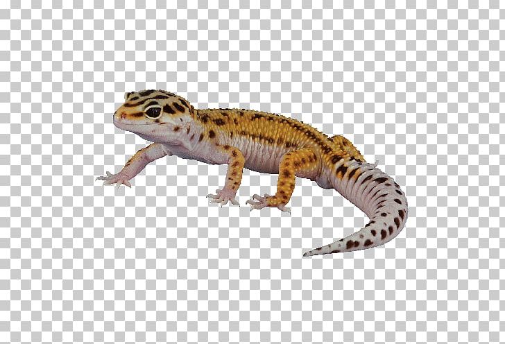 Afghan Leopard Gecko Reptile Lizard Chameleons PNG, Clipart, Afghan Leopard Gecko, Amphibian, Animal Figure, Animals, Bearded Dragons Free PNG Download