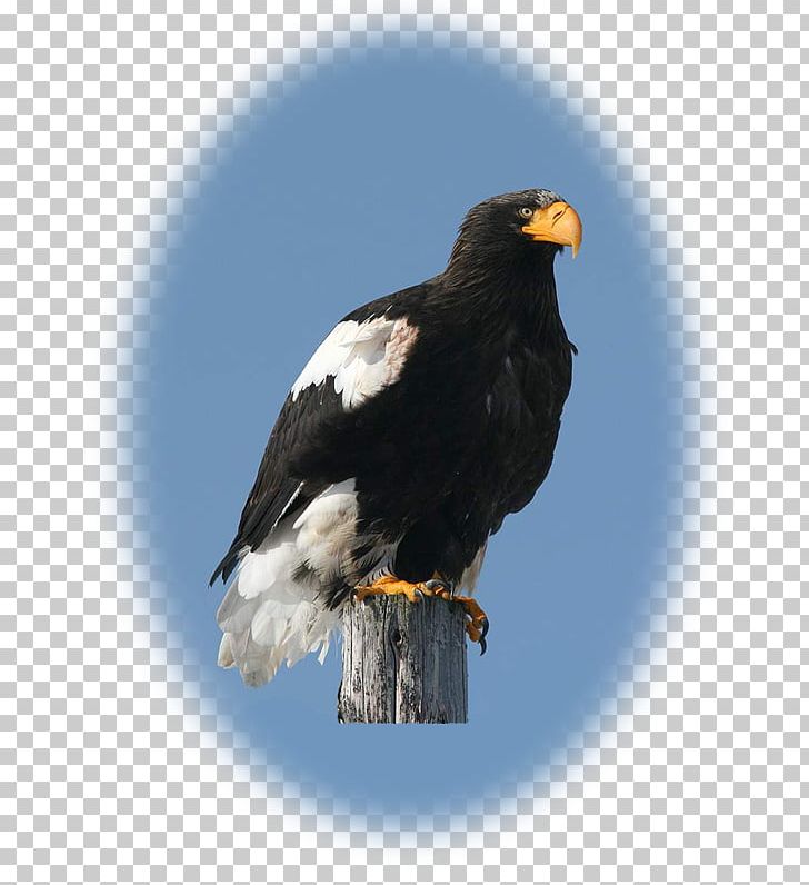 Bald Eagle Hawk Vulture Beak PNG, Clipart, Accipitriformes, Animals, Bald Eagle, Beak, Bird Free PNG Download
