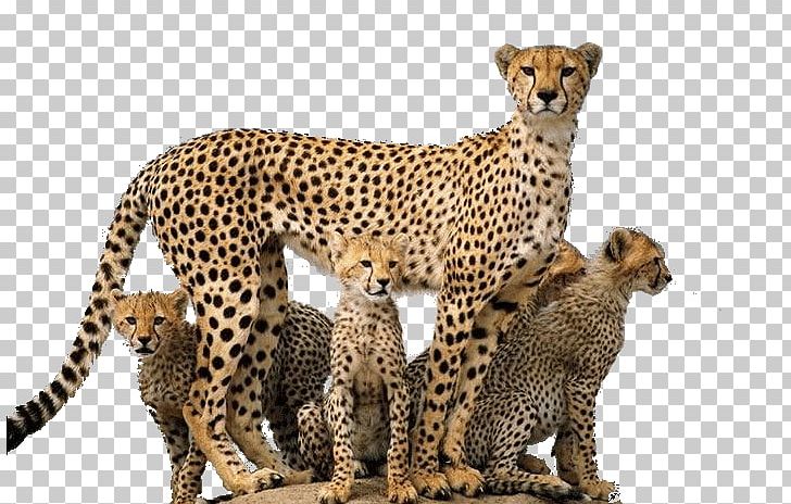 Leopard Felidae Asiatic Cheetah Cougar PNG, Clipart, Animals, Asiatic Cheetah, Big Cat, Big Cats, Carnivoran Free PNG Download