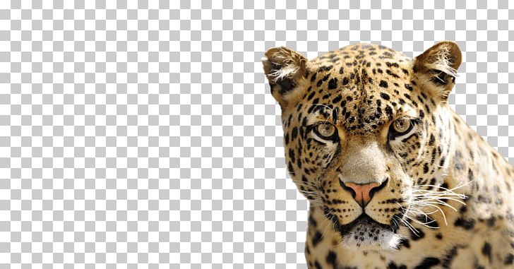 National Geographic Kids Cheetah Felidae African Leopard PNG, Clipart, Animals, Big Cat, Big Cats, Carnivoran, Cat Like Mammal Free PNG Download