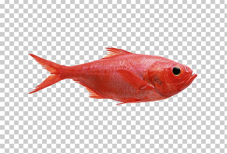 Northern Red Snapper Fish Products Salmon PNG, Clipart, Animals, Animal Source Foods, Bony Fish, Carp, Fin Free PNG Download