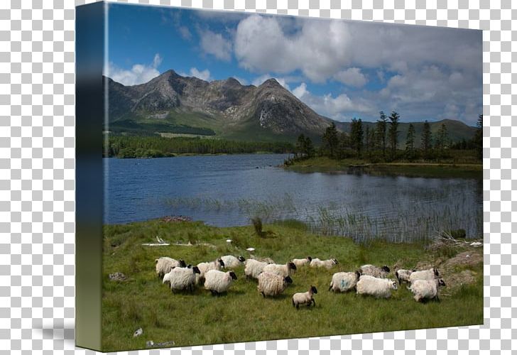 Sheep Nature Reserve Loch National Park Inlet PNG, Clipart, Animals, Bank, Grass, Hill Station, Inlet Free PNG Download