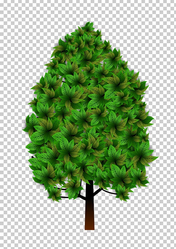 Tree Plant PNG, Clipart, Branch, Christmas Tree, Conifer, Conifers, Download Free PNG Download