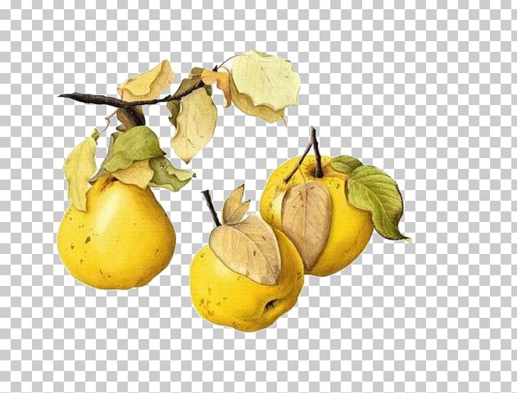 Watercolor Painting Art Drawing Quince PNG, Clipart, Artist, Art Museum, Botanical Illustration, Cartoon, Citrus Free PNG Download