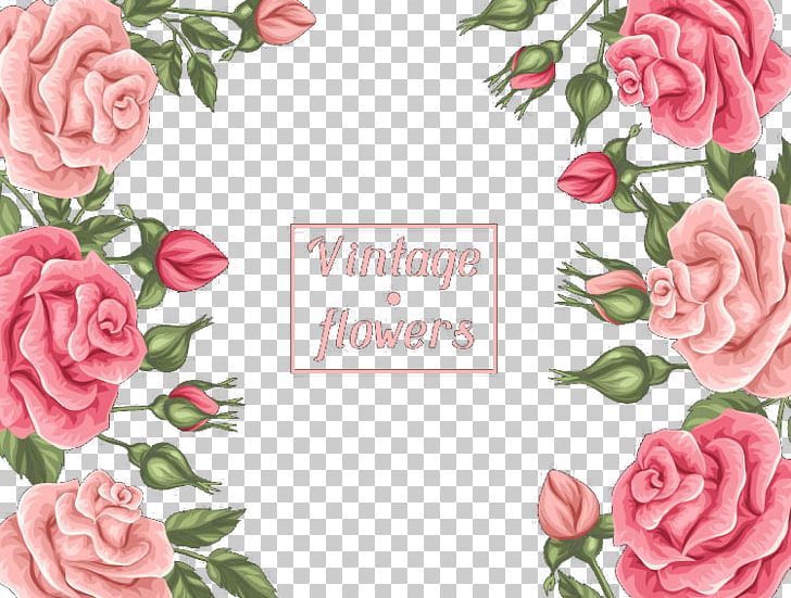 Beach Rose Garden Roses Pink Centifolia Roses PNG, Clipart, Adobe Illustrator, Artificial Flower, Border, Border Frame, Certificate Border Free PNG Download