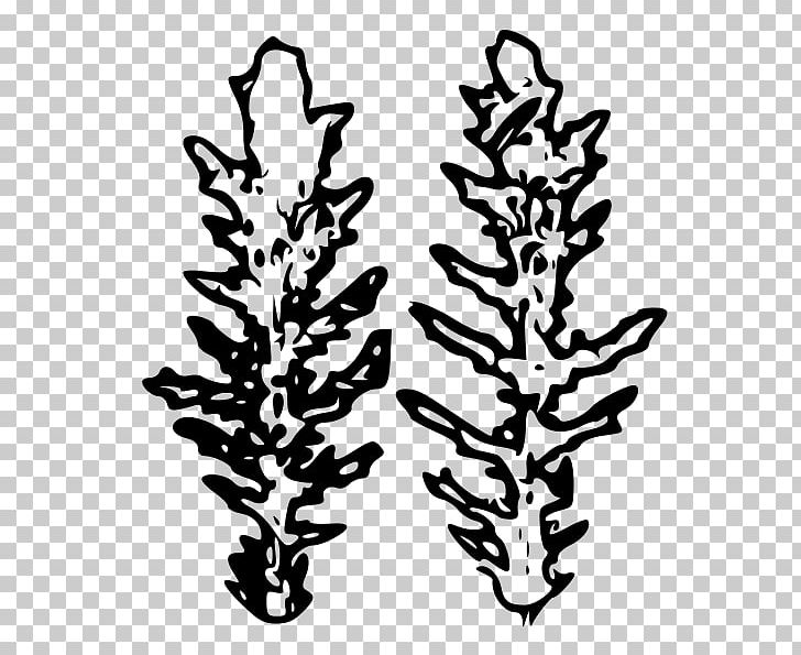 Drawing Silhouette Spruce PNG, Clipart, Black And White, Branch, Drawing, Flora, Flower Free PNG Download