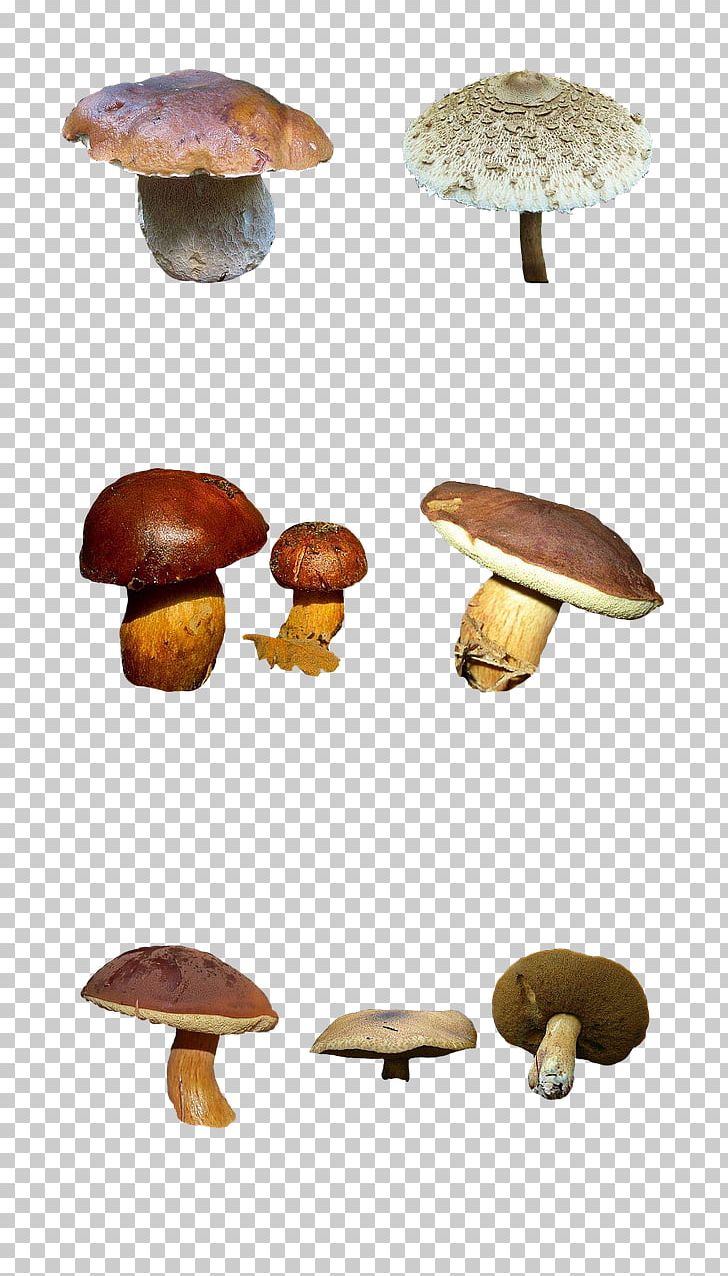 Edible Mushroom Common Mushroom Fungus Shiitake PNG, Clipart, Agaricaceae, Agaricomycetes, Agaricus, Champignon Mushroom, Common Mushroom Free PNG Download