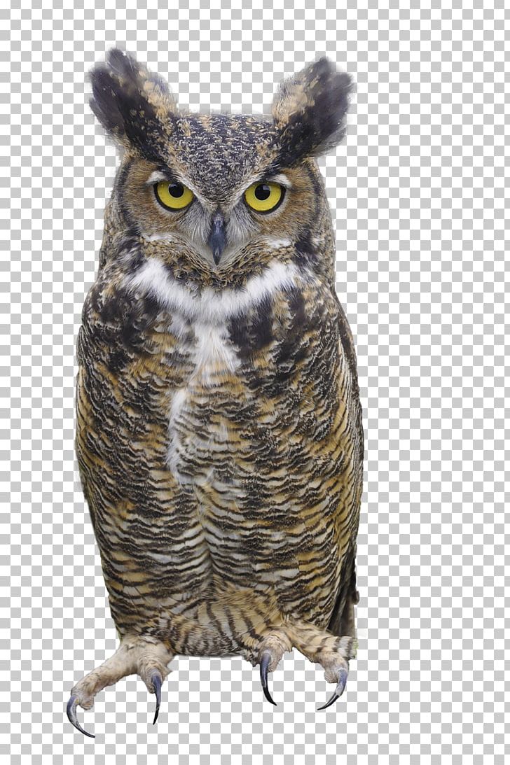 Great Horned Owl Eurasian Eagle-owl Bird PNG, Clipart, Animals, Barred Owl, Beak, Bird, Bird Of Prey Free PNG Download