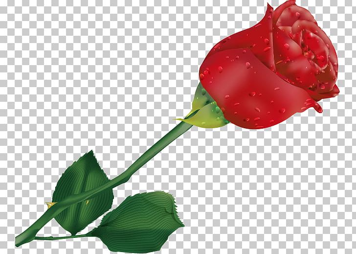 Rose Title Agency LLC Red PNG, Clipart, Bud, Cut Flowers, Desktop Wallpaper, Drawing, Flower Free PNG Download