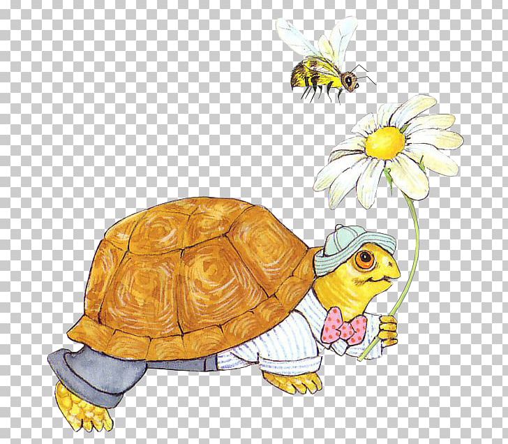 Box Turtles Tortoise Animaatio PNG, Clipart, Animaatio, Animals, Blog, Box Turtle, Box Turtles Free PNG Download