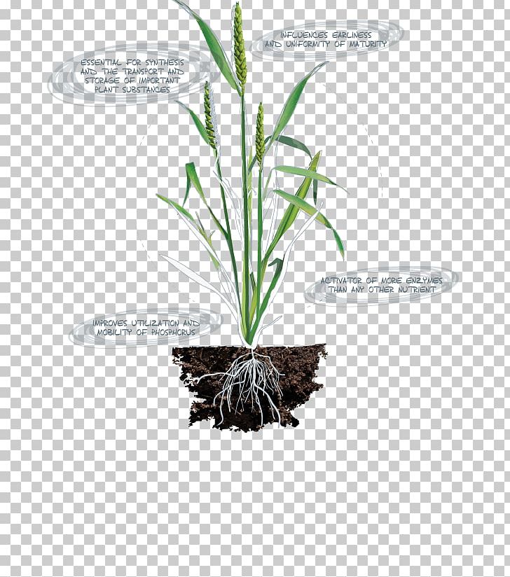 Leaf Grasses Herb Plant Stem Flowerpot PNG, Clipart, Boron Deficiency, Flowerpot, Grass, Grasses, Grass Family Free PNG Download