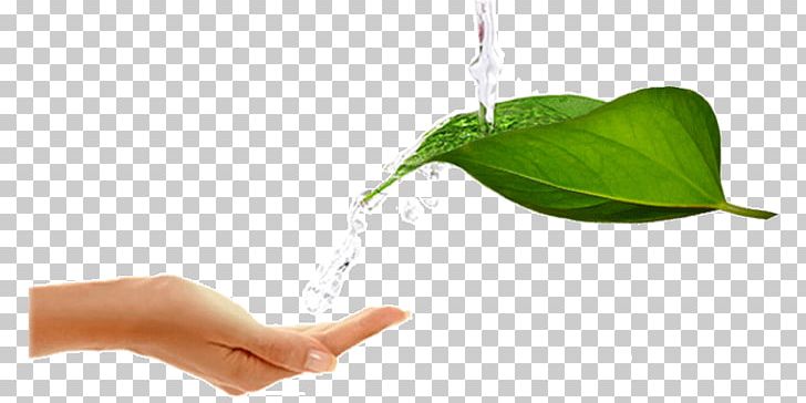 Leaf Water Testing Water Purification Water Treatment PNG, Clipart, Environmentally Friendly, Fresh Green Leaves, Green, Hand, Leaf Free PNG Download