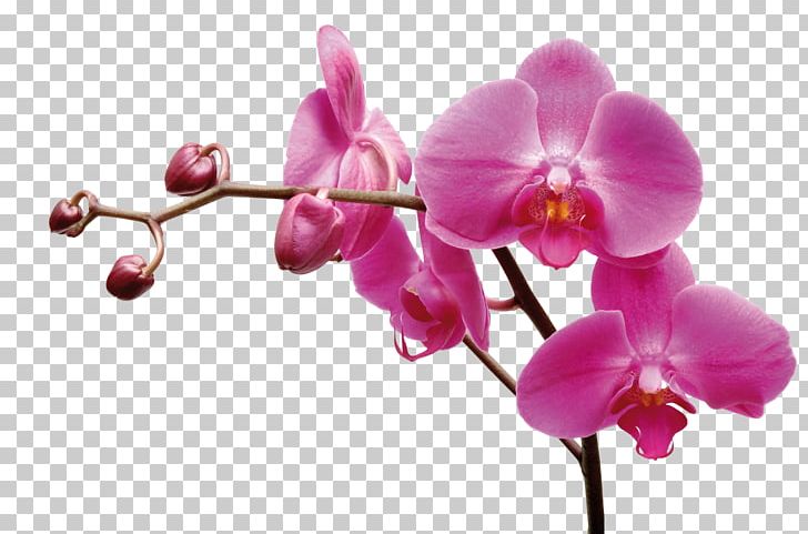 Les Orchidées : 'Phalaenopsis' Moth Orchids Garden Roses Flower Plants PNG, Clipart,  Free PNG Download