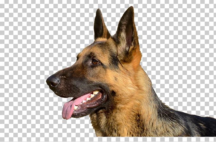 Old German Shepherd Dog East-European Shepherd King Shepherd Kunming Wolfdog PNG, Clipart, Carnivoran, Clever, Dog, Dog Breed, Dog Like Mammal Free PNG Download