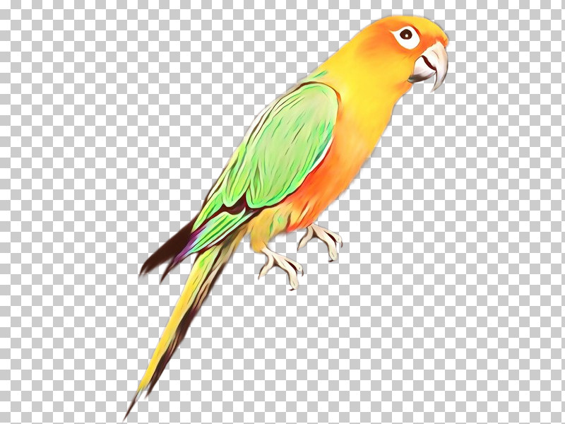 Lovebird PNG, Clipart, Beak, Bird, Budgie, Lovebird, Macaw Free PNG Download