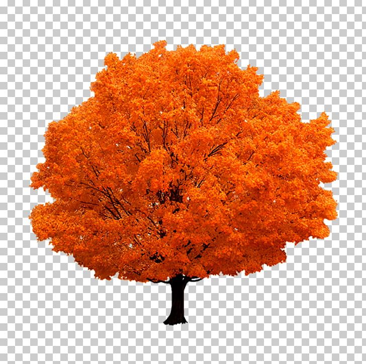 Autumn Tree PNG, Clipart, Autumn Leaves, Branch, Branches, Computer Icons, Decorative Patterns Free PNG Download
