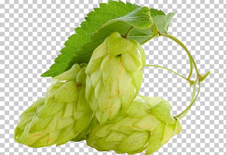 Beer Common Hop Hops Plant Conifer Cone PNG, Clipart, Beer, Beer Brewing Grains Malts, Bitterness, Common Hop, Extract Free PNG Download