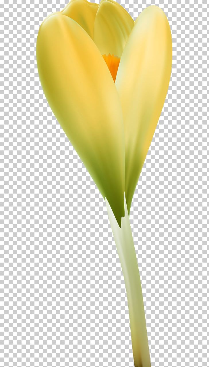 Close-up Arum Lilies PNG, Clipart, Art, Arum, Arum Lilies, Closeup, Closeup Free PNG Download