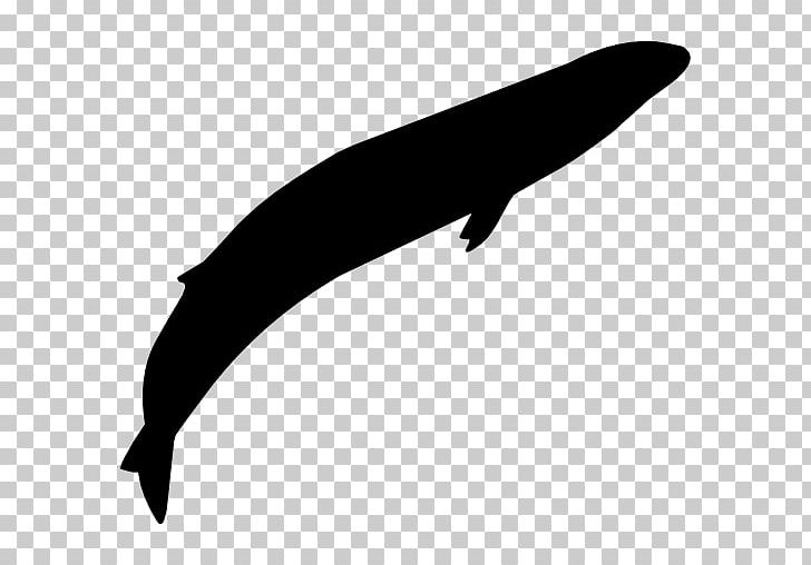 Computer Icons Cetacea Gray Whale PNG, Clipart, Animal, Black And White, Cdr, Cetacea, Computer Icons Free PNG Download