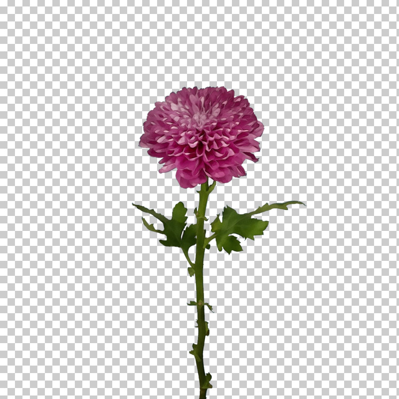 Plant Stem Chrysanthemum Cut Flowers Flower Annual Plant PNG, Clipart, Annual Plant, Biology, Carnation, Childrens Film, Chrysanthemum Free PNG Download