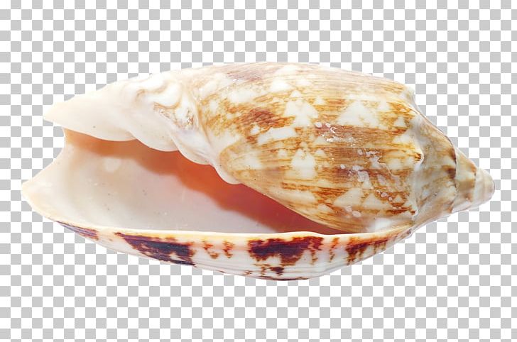 Clam Seashell Beach PNG, Clipart, Animals, Beach, Clam, Clams Oysters Mussels And Scallops, Cockle Free PNG Download