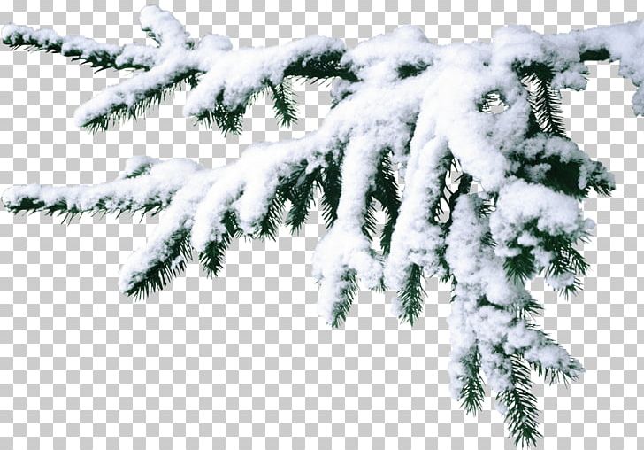 Desktop PNG, Clipart, Branch, Christmas Tree, Conifer, Desktop Wallpaper, Evergreen Free PNG Download