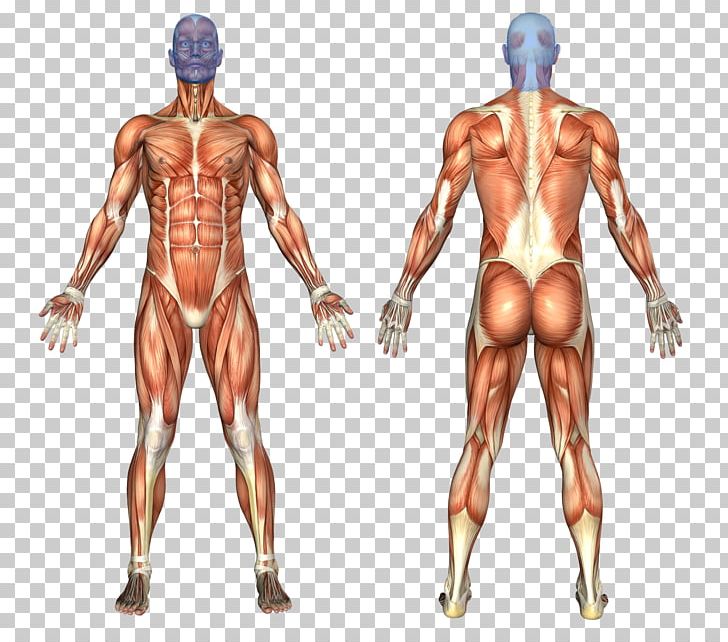 Muscular System Human Body Human Anatomy Muscle PNG, Clipart, Abdomen, Anatomy, Arm, Back, Bodybuilder Free PNG Download