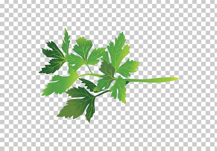 Parsley Coriander Herb PNG, Clipart, Branch, Coriander, Download, Eps, Food Free PNG Download