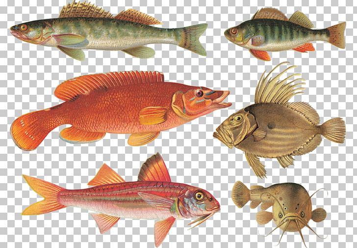 Bony Fishes Seahorse Perch PNG, Clipart, Ad Blocking, Advertising, Animal, Animals, Bony Fish Free PNG Download