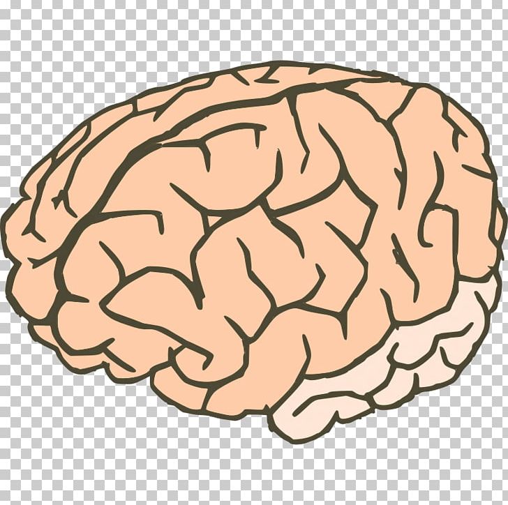 Brain Drawing PNG, Clipart, Area, Art, Brain, Brain Photos Free, Drawing Free PNG Download