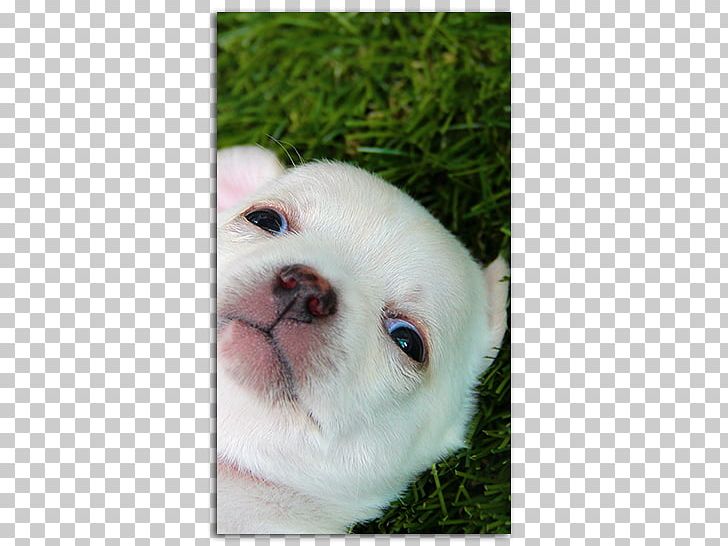 French Bulldog Puppy Dog Breed Companion Dog Rottweiler PNG, Clipart, Carnivoran, Companion Dog, Cuteness, Desktop Wallpaper, Dog Free PNG Download