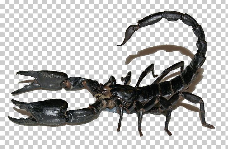 Scorpion Sting Heterometrus Spinifer Poison PNG, Clipart, Background Black, Black, Black Background, Black Board, Black Hair Free PNG Download