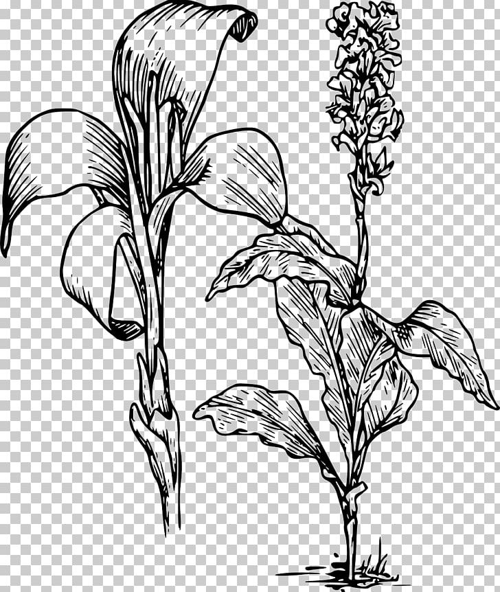Arum-lily Canna Indica Flower Tiger Lily PNG, Clipart, Art, Artwork, Arumlily, Black And White, Branch Free PNG Download