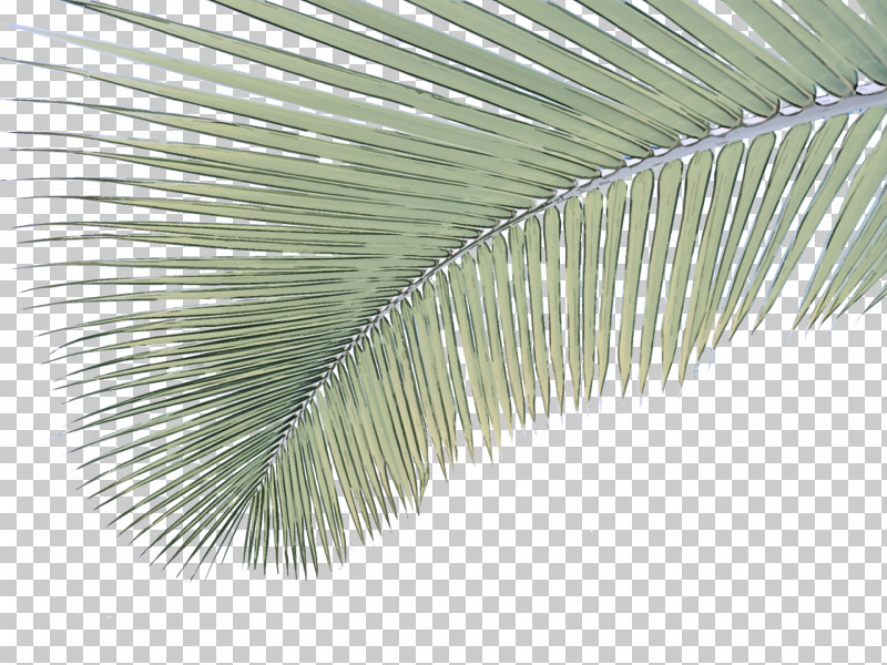 Palm Tree PNG, Clipart, Arecales, Leaf, Palm Tree, Plant, Tree Free PNG Download