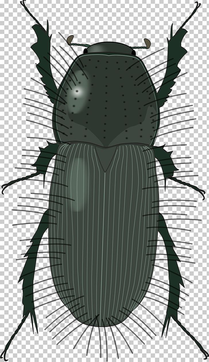 Ambrosia Beetle Woodworm Deathwatch Beetle Lumber PNG, Clipart, Ambrosia Beetle, Animals, Arthropod, Beetle, Black And White Free PNG Download
