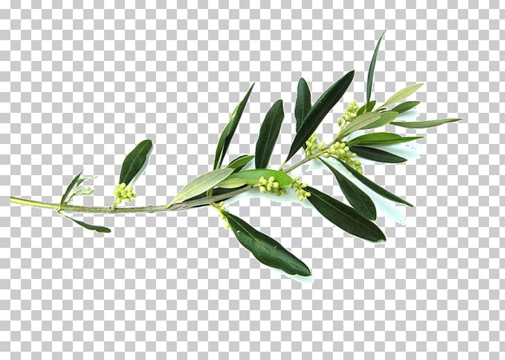 Olive Branch Flower PNG, Clipart, Branch, Clip Art, Floristry, Flower, Grass Free PNG Download
